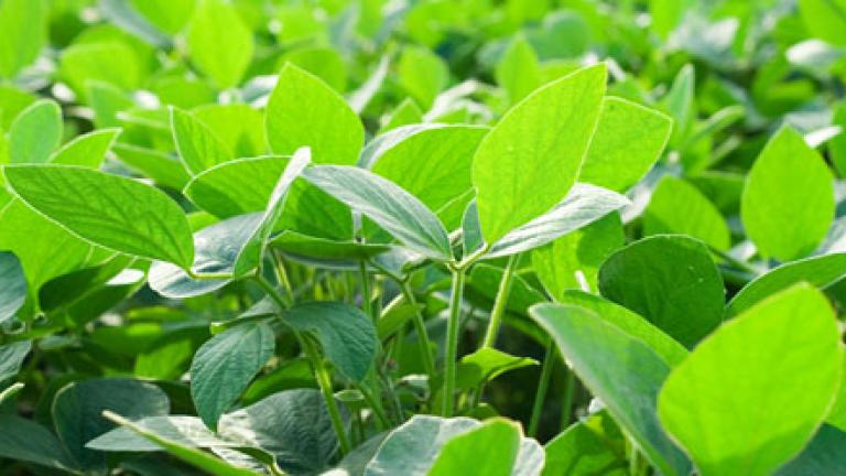 Plantas de Soja