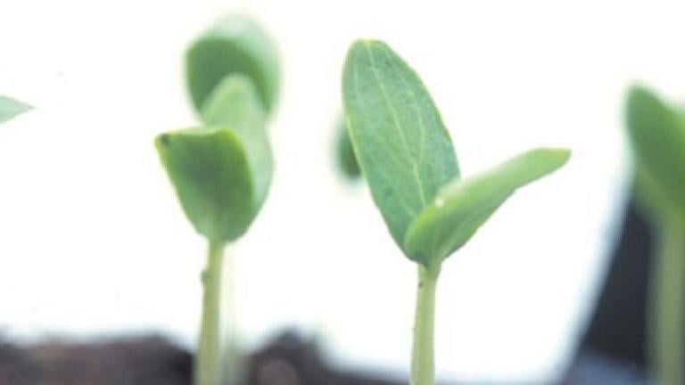Brotes de cultivo en campo