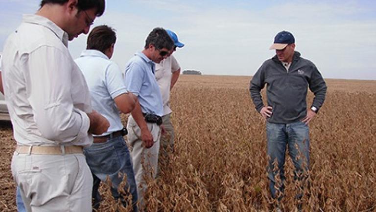 Personas revisando cultivo