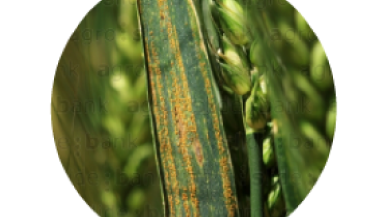 Syngenta | Miravis Triple Pack™ | Fungicida |  Control de Roya amarilla