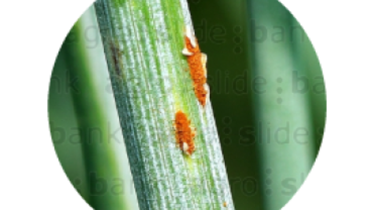 Syngenta | Miravis Triple Pack™ | Fungicida | Control de Roya del tallo