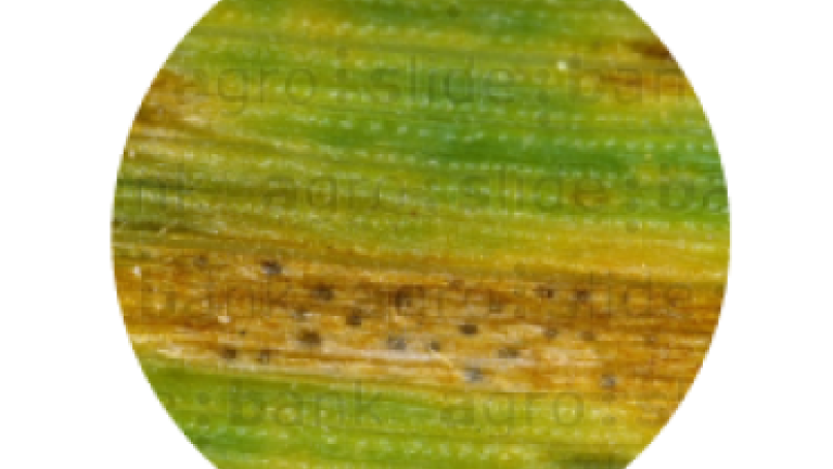 Syngenta | Miravis Triple Pack™ | Fungicida |  Control Septoria