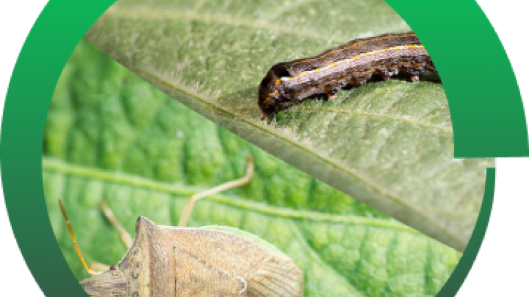 Syngenta