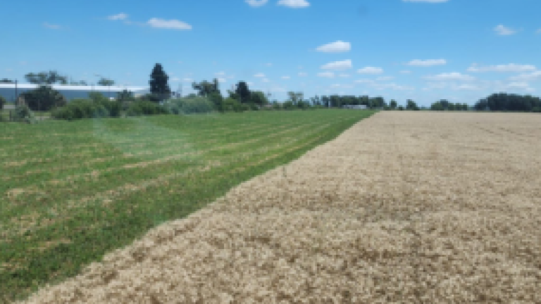 Syngenta