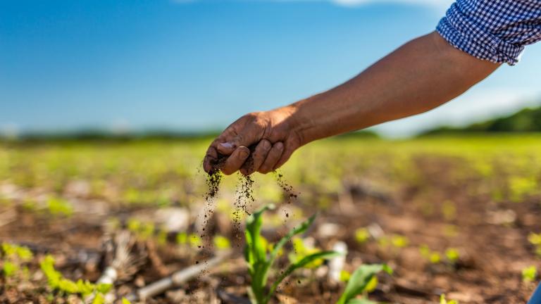 Mano plantando una plántula en un campo, con cielo azul desenfocado