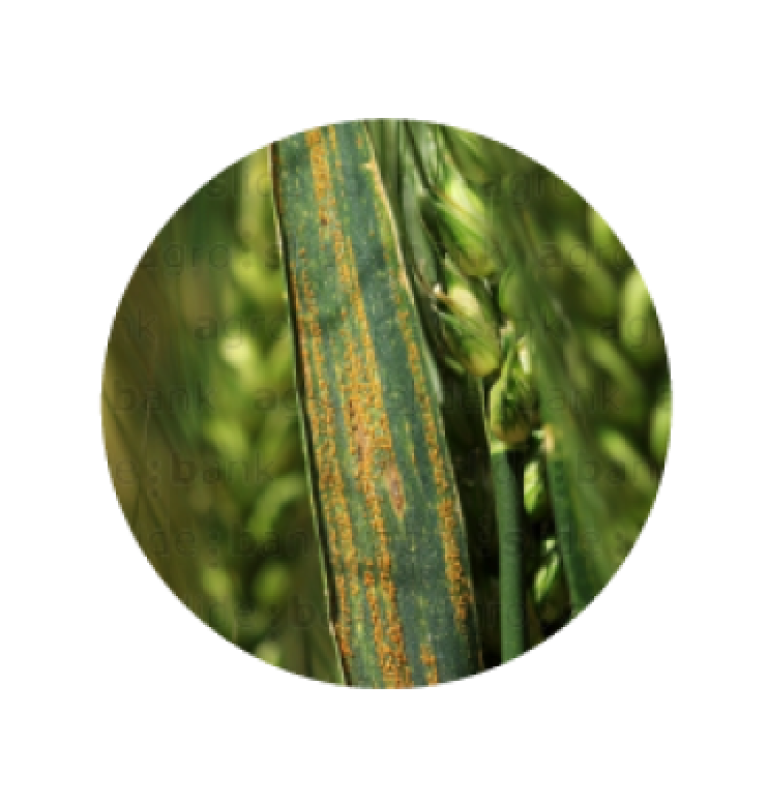 Syngenta | Miravis Triple Pack™ | Fungicida |  Control de Roya amarilla