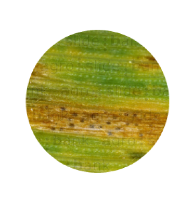 Syngenta | Miravis Triple Pack™ | Fungicida |  Control Septoria