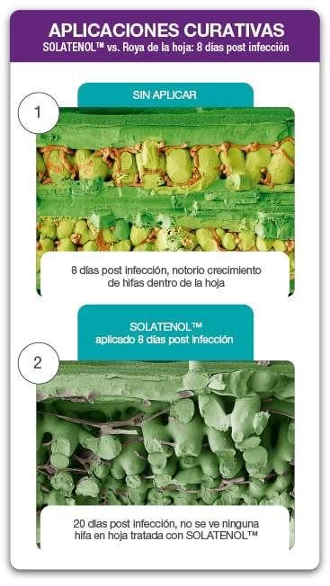 Aplicaciones Curativas