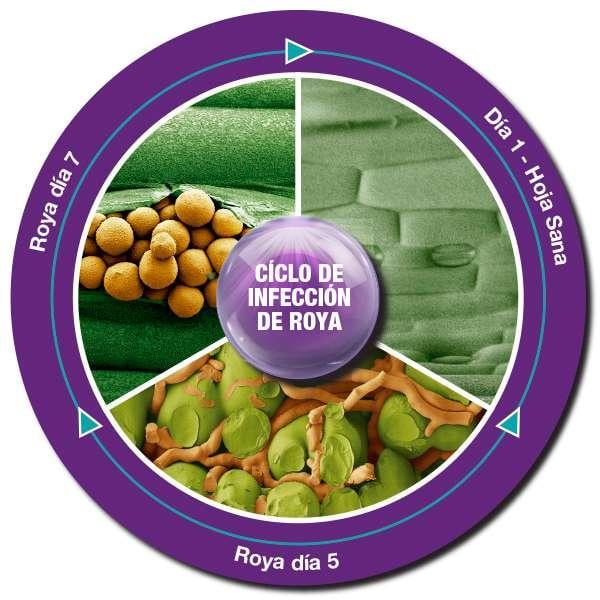 CÍCLO DE INFECCIÓN DE ROYA