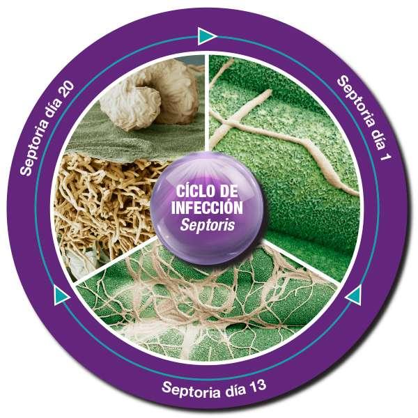 CÍCLO DE INFECCIÓN Septoris