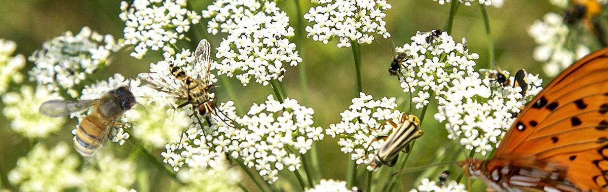 Insectos polinizando flores