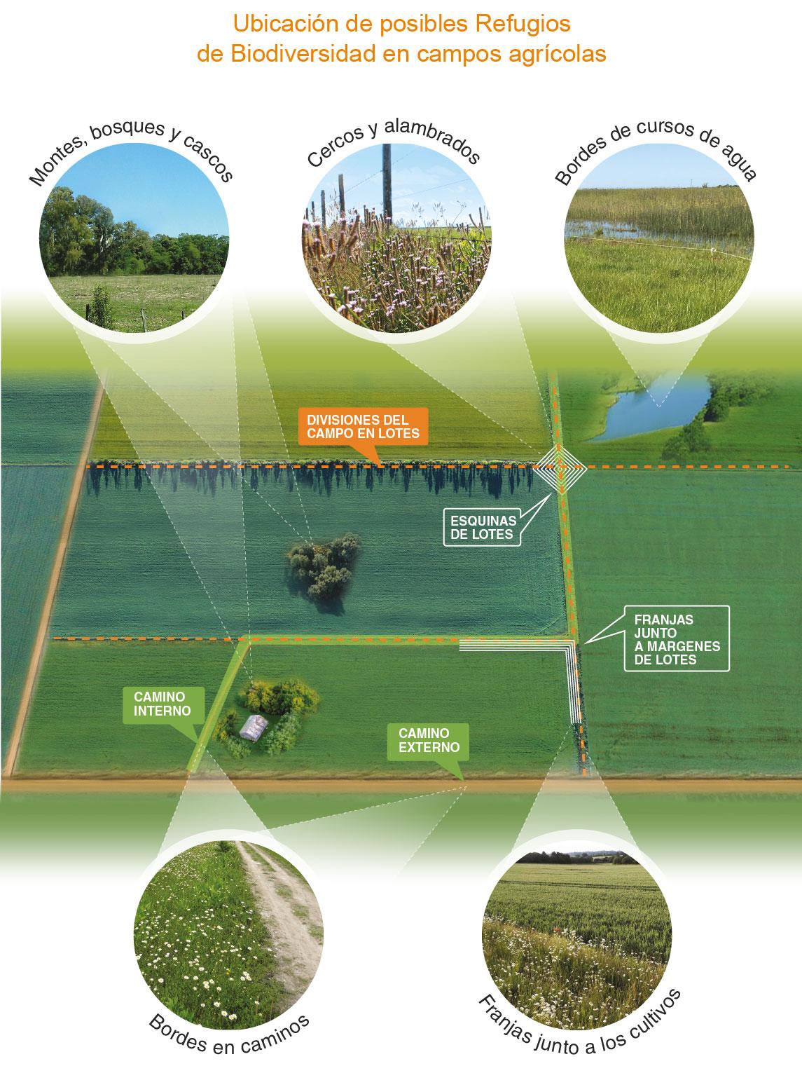 Ubicación de posibles refugios de biodiversidad en campos agrícolas
