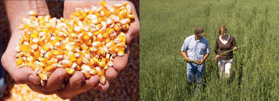 Granos de maíz | Personas revisando cultivo
