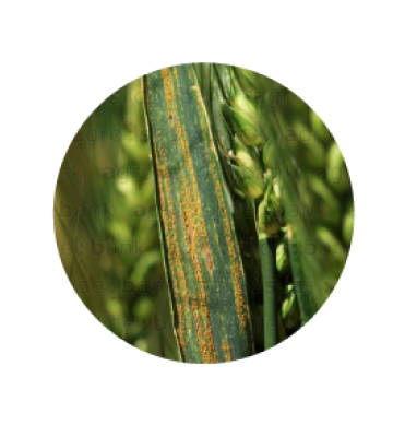 Syngenta | Miravis Triple Pack™ | Fungicida |  Control de Roya amarilla