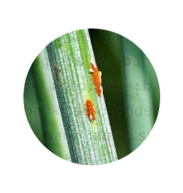 Syngenta | Miravis Triple Pack™ | Fungicida | Control de Roya del tallo