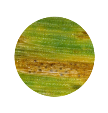 Syngenta | Miravis Triple Pack™ | Fungicida |  Control Septoria