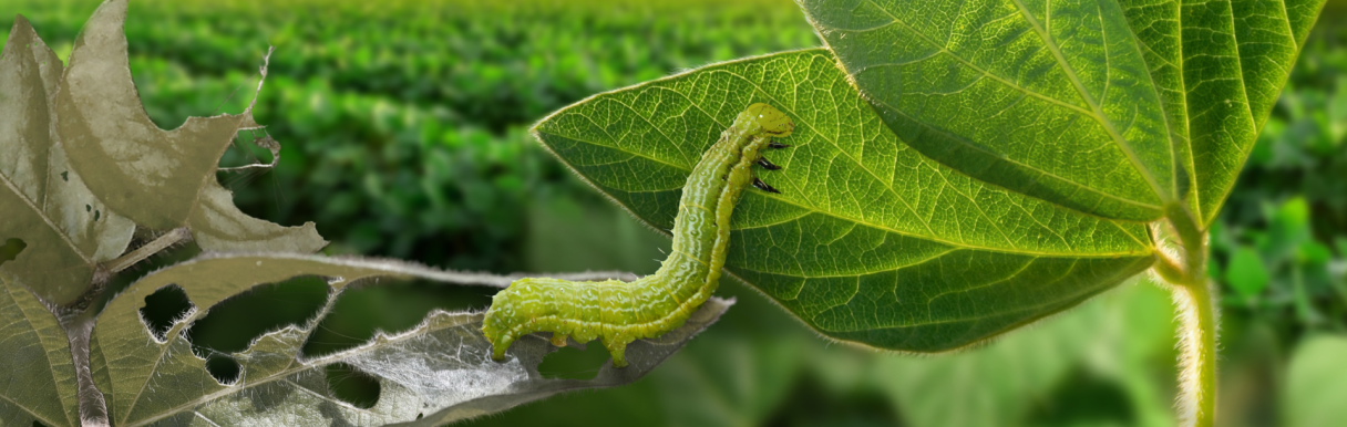 Control de Oruga bolillera o cortadora en Soja con Ampligo de Syngenta