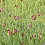 MIRAVIS ™ DUO | Fungicida Syngenta | Control de Cercospora Sojina
