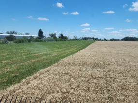 Syngenta