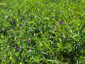 Syngenta