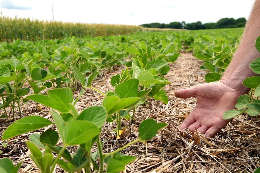 Syngenta