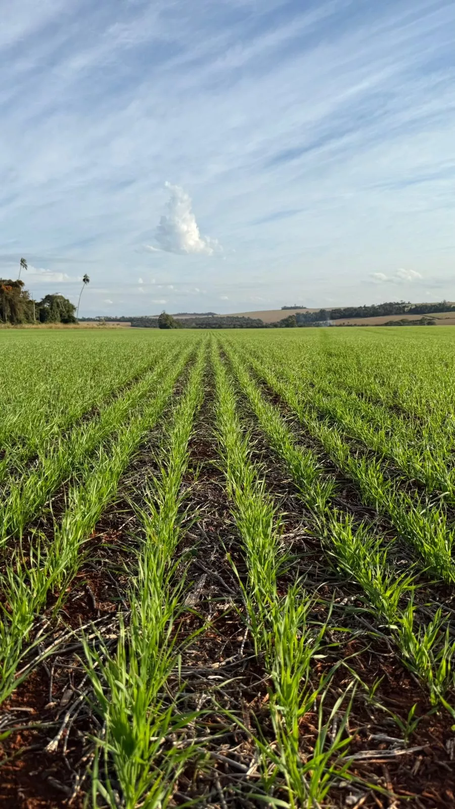 Syngenta