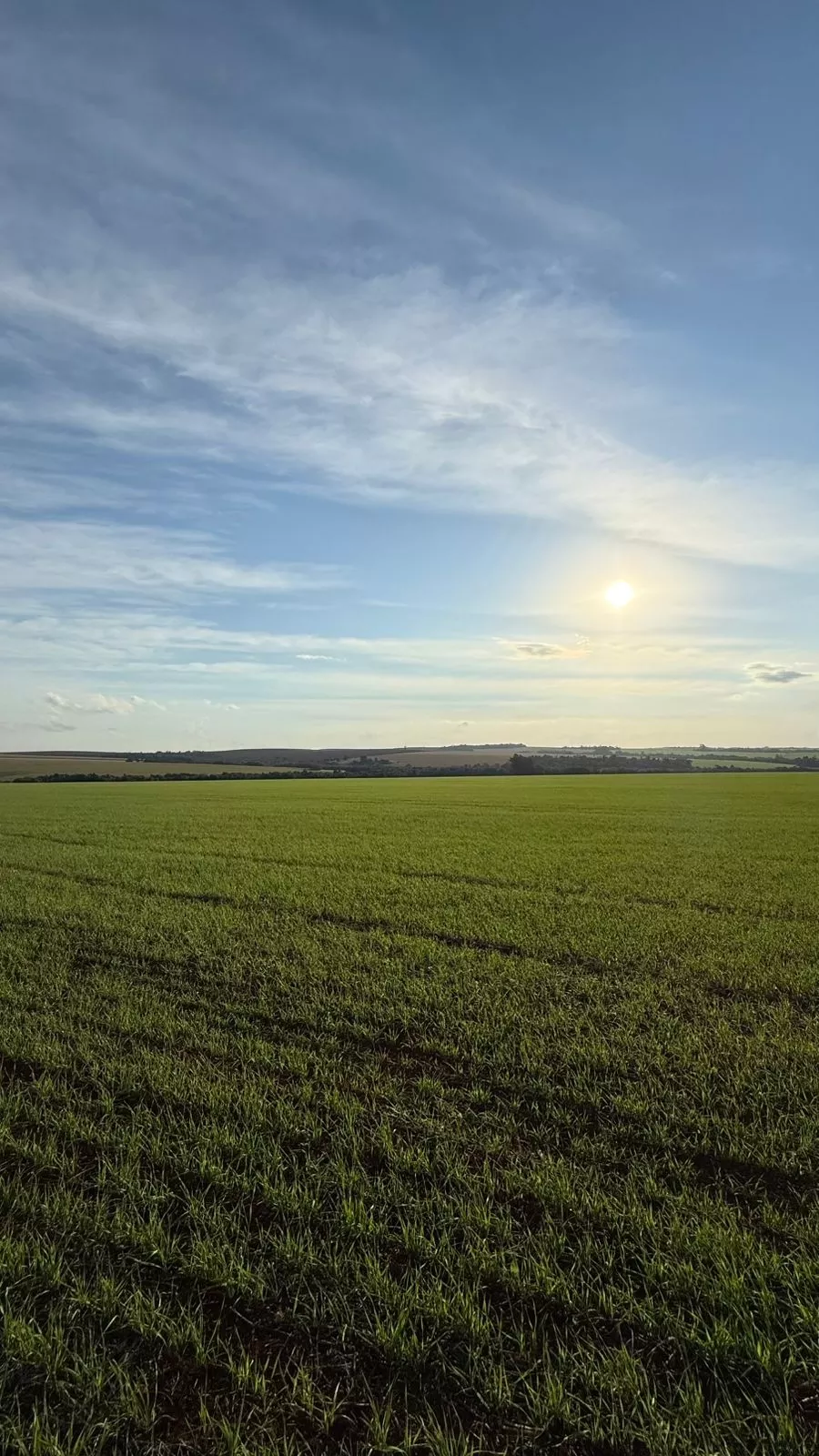 Syngenta