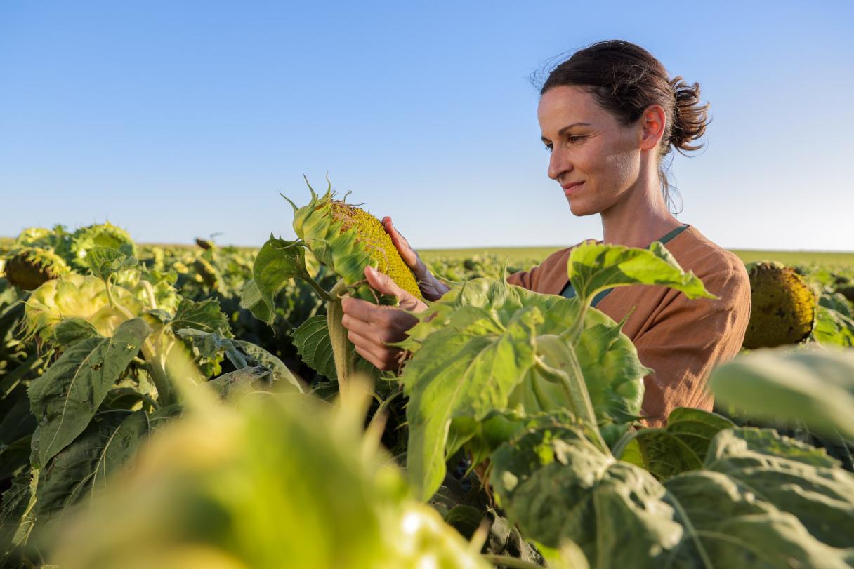 Syngenta
